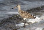 Bar-tailed_Godwit.jpg