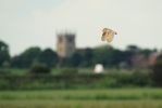 Barn_Owl070617-01.jpg