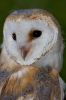 Barn_Owl080706-8288.jpg