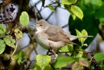 Barred_Warbler.jpg