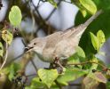 Barred_Warbler101002-3576.jpg