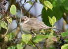 Barred_Warbler101002-3708.jpg