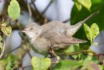 Barred_Warbler101002-3850.jpg