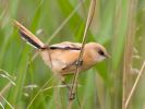 Bearded_Tit090621-9078.jpg