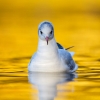 Black-headed-Gull2.jpg