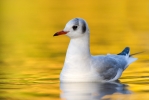 Black-headed-Gull3.jpg