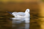 Black-headed-Gull_20111127_Boultham-Park-Lincoln_0028.jpg