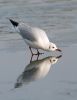 Black-headed_Gull110131-8343.jpg