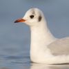 Black-headed_Gull110131-8411.jpg