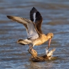 Black-tailed-Godwit02.jpg