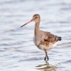 Black-tailed-Godwit04.jpg