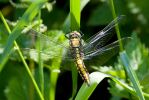 Black-tailed_Skimmer.jpg