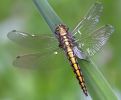 Black-tailed_Skimmer~1.jpg