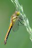 Black_Darter100722-7035.jpg