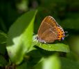 Black_Hairstreak090701-9973.jpg