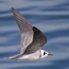 Black_Tern~1.jpg