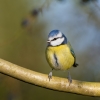 Blue-Tit_20120102_Chambers-Farm-Wood_0002.jpg