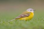 Blue-headed_Wagtail090413-264.jpg