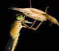 Blue-tailed_Damselfly090723-9939.jpg