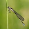 Blue-tailed_Damselfly100611-0000.jpg