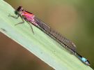 Blue-tailed_Damselfly~0.jpg