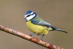 Blue_Tit02(700).jpg