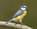 Blue_Tit110312-0253.jpg