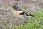 Brambling~0.jpg