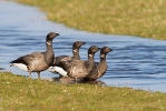 Brent-Goose01.jpg