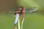 Broad-bodied_Chaser.jpg