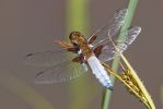 Broad-bodied_Chaser2.jpg