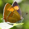 Brown_Hairstreak070827-01.jpg