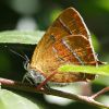 Brown_Hairstreak070827-02.jpg