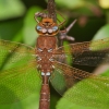 Brown_Hawker110815-2600.jpg