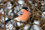 Bullfinch.jpg