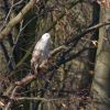 Buzzard090118-2080.jpg