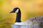 Canada-Goose.jpg