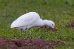 Cattle_Egret.jpg