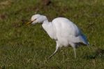 Cattle_Egret~0.jpg