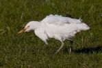 Cattle_Egret~1.jpg