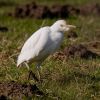 Cattle_Egret~2.jpg