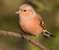 Chaffinch091025-2968.jpg