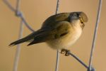 Chiffchaff1.jpg