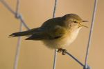 Chiffchaff2.jpg