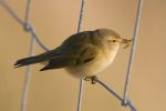 Chiffchaff3.jpg