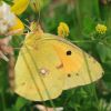 Clouded_Yellow070710-01.jpg