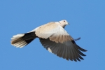 Collard_Dove.jpg