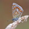 Common_Blue100730-7251.jpg