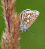 Common_Blue100808-8265b.jpg