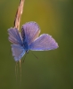 Common_Blue110823-3907.jpg